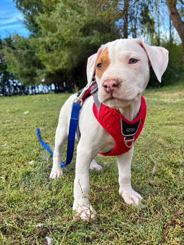 Romulus, male puppy Mixed Breed for adoption at Fondation Brigitte Bardot, Paris