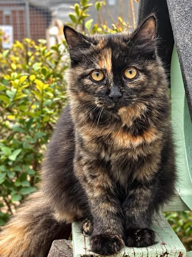 Nikita, female Mixed Breed for adoption at Fondation Brigitte Bardot, Paris