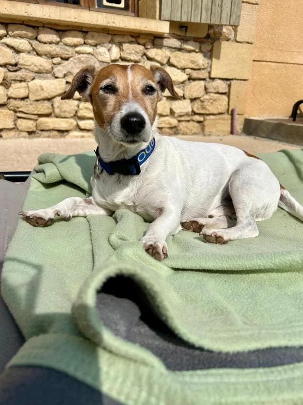 Eliott, male Mixed Breed for adoption at Fondation Brigitte Bardot, Paris