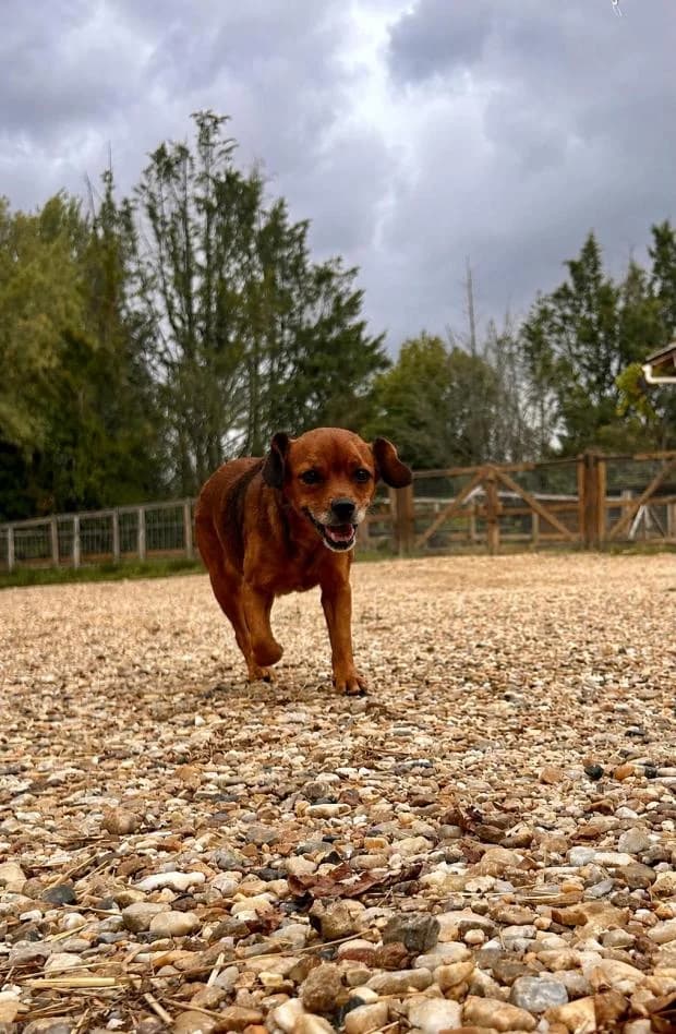 Roxy, female Mixed Breed for adoption at Fondation Brigitte Bardot, Paris