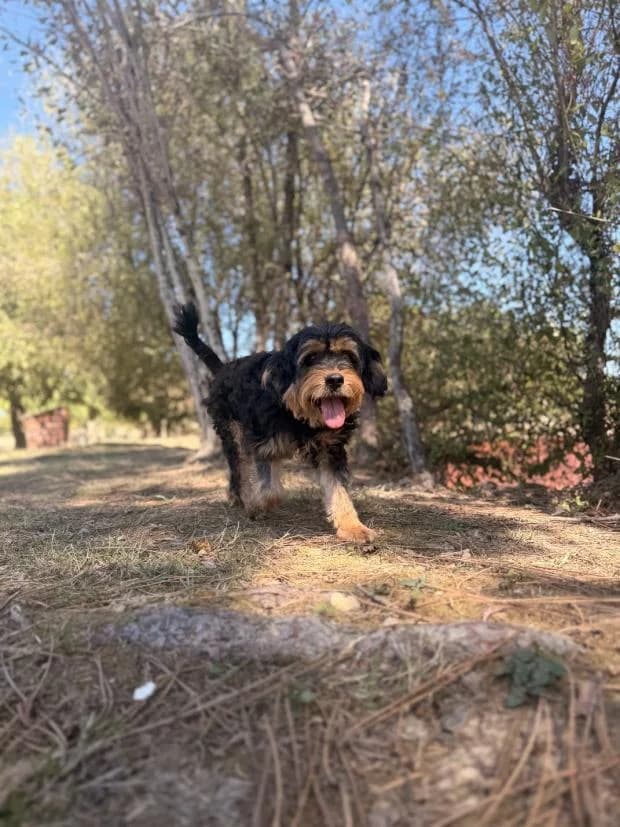 Octavia, female Mixed Breed for adoption at Fondation Brigitte Bardot, Paris