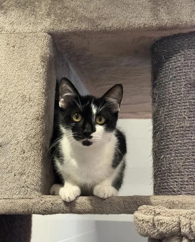 Quartz, male Mixed Breed for adoption at Fondation Brigitte Bardot, Paris
