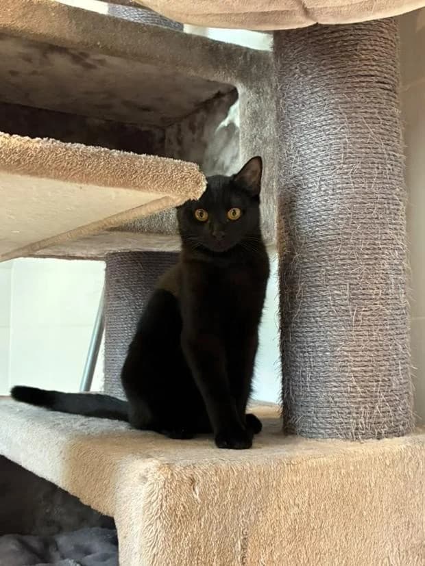 Beryl, male Mixed Breed for adoption at Fondation Brigitte Bardot, Paris