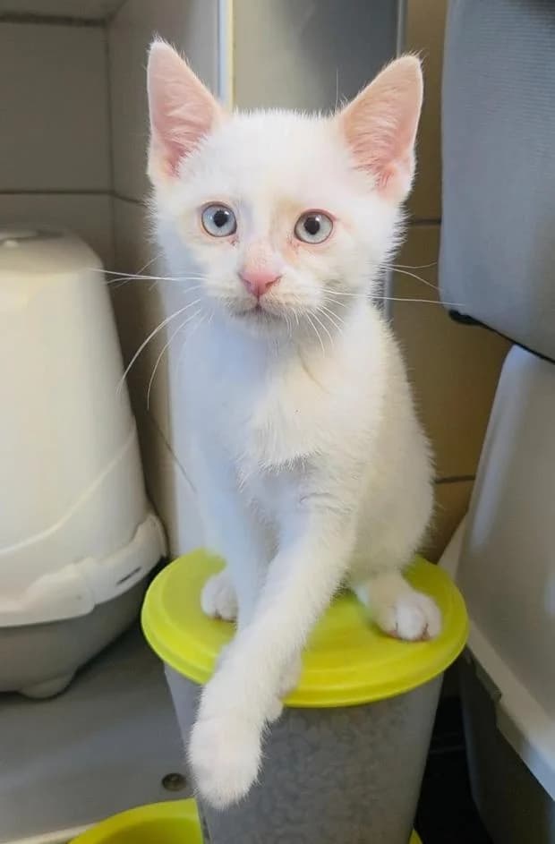 Pacha, male Mixed Breed for adoption at Fondation Brigitte Bardot, Paris