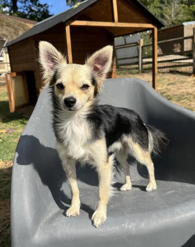 Appolo, male puppy Mixed Breed for adoption at Fondation Brigitte Bardot, Paris