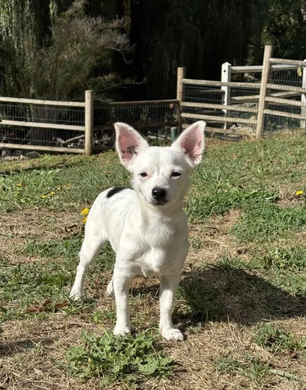 Bob, male Mixed Breed for adoption at Fondation Brigitte Bardot, Paris