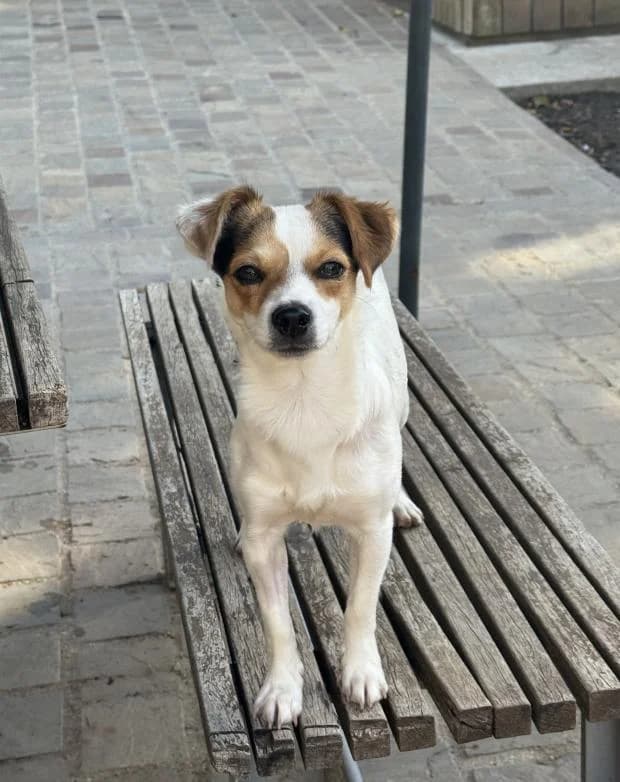 Bobby, male Mixed Breed for adoption at Fondation Brigitte Bardot, Paris