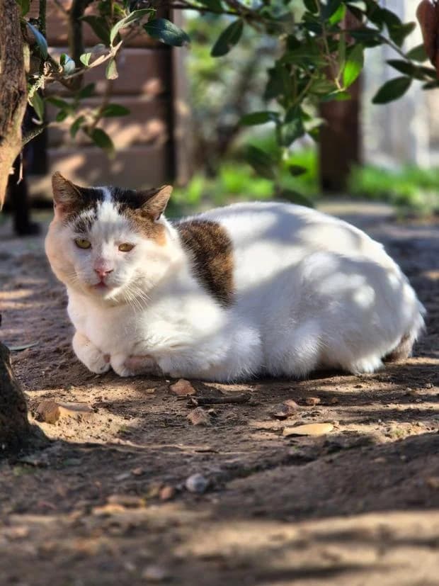Pumba, male Mixed Breed for adoption at Fondation Brigitte Bardot, Paris