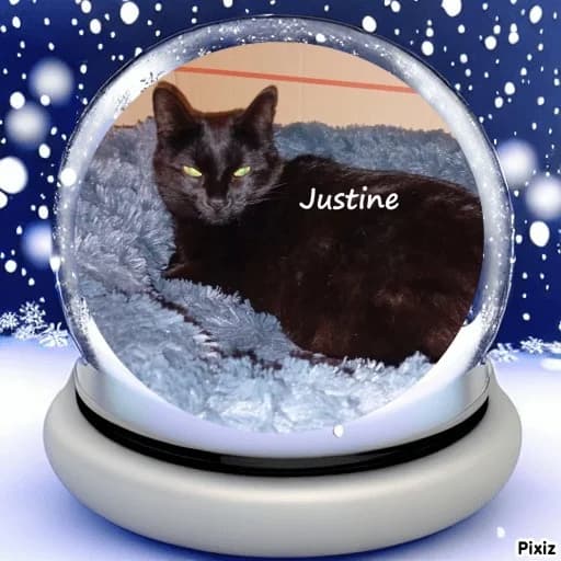 Justine, female young Mixed Breed for adoption at Caats