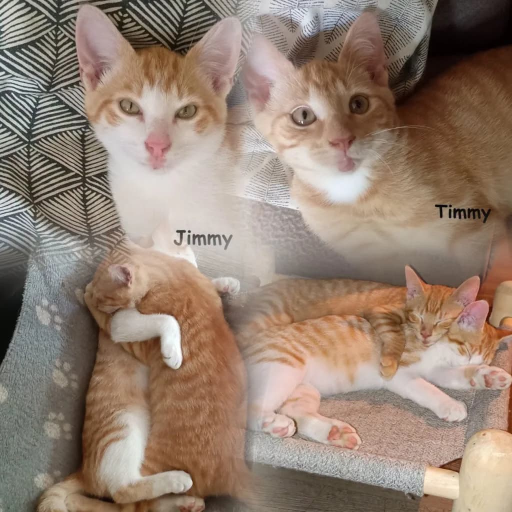 Timmy Et Jimmy, male Mixed Breed for adoption at Caats