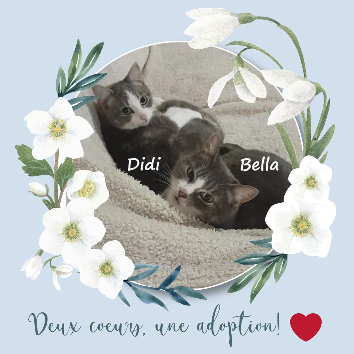 Didi Et Bella, female 4yo Mixed Breed for adoption at Caats