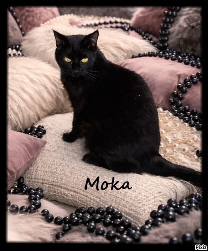 Moka, female young Mixed Breed for adoption at Caats