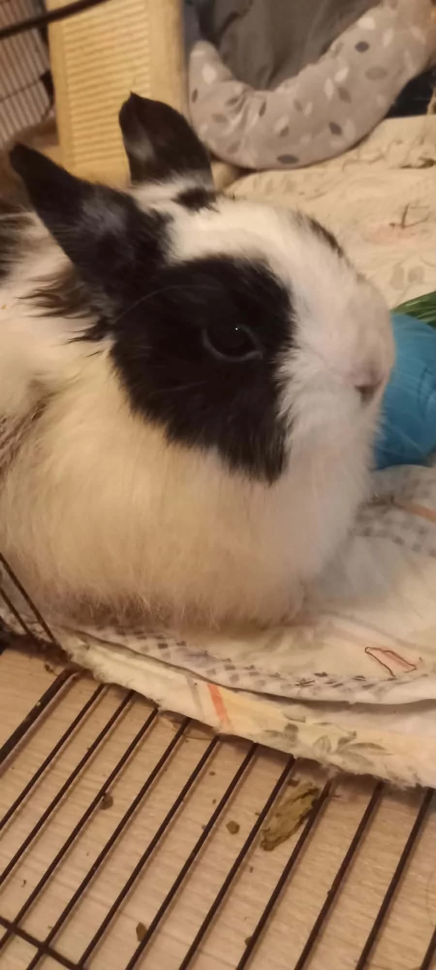 Chouquette, male mixed breed for adoption at Calinac