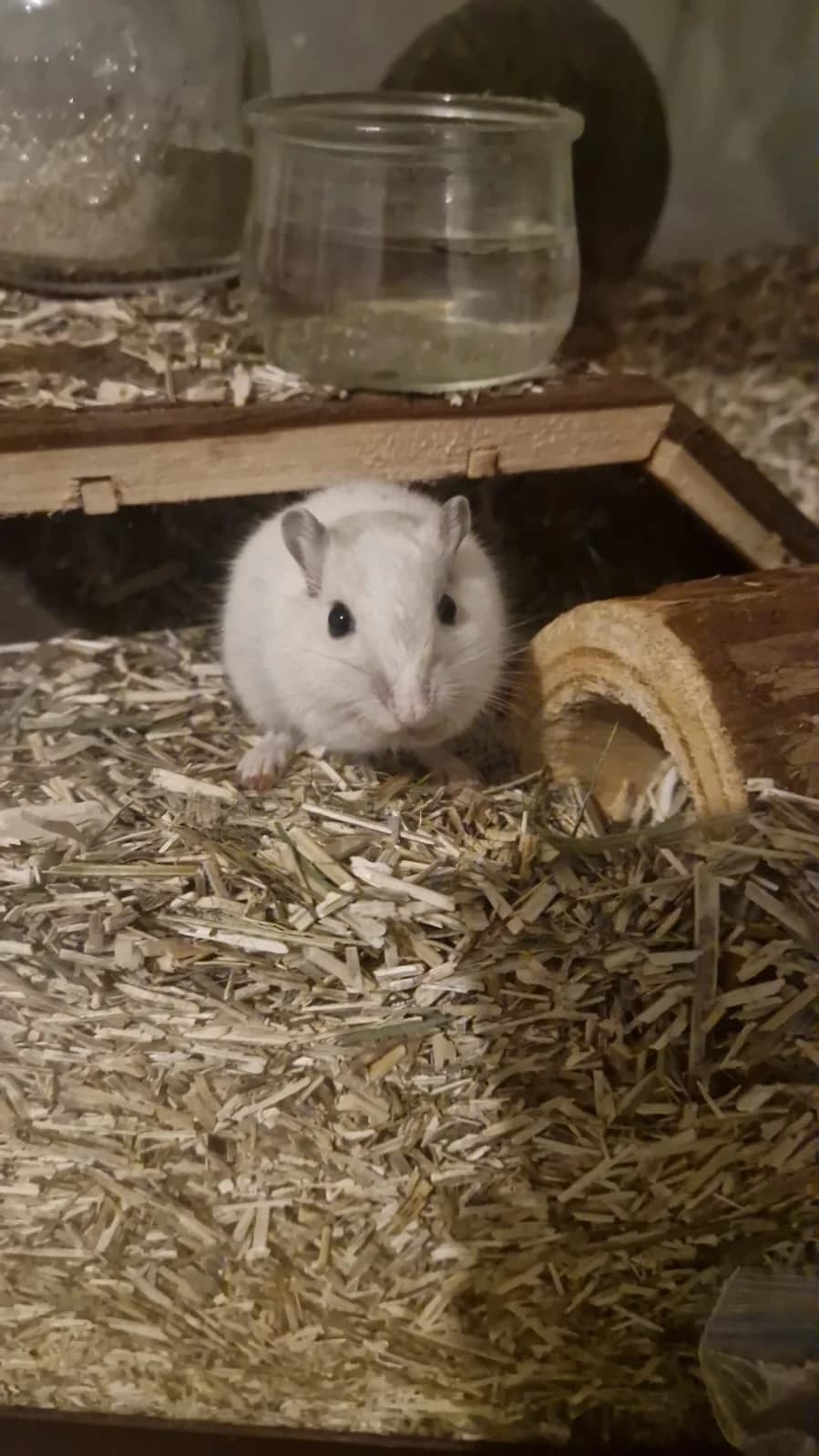 Ben, Nuts et Jerry, male mixed breed for adoption at Calinac