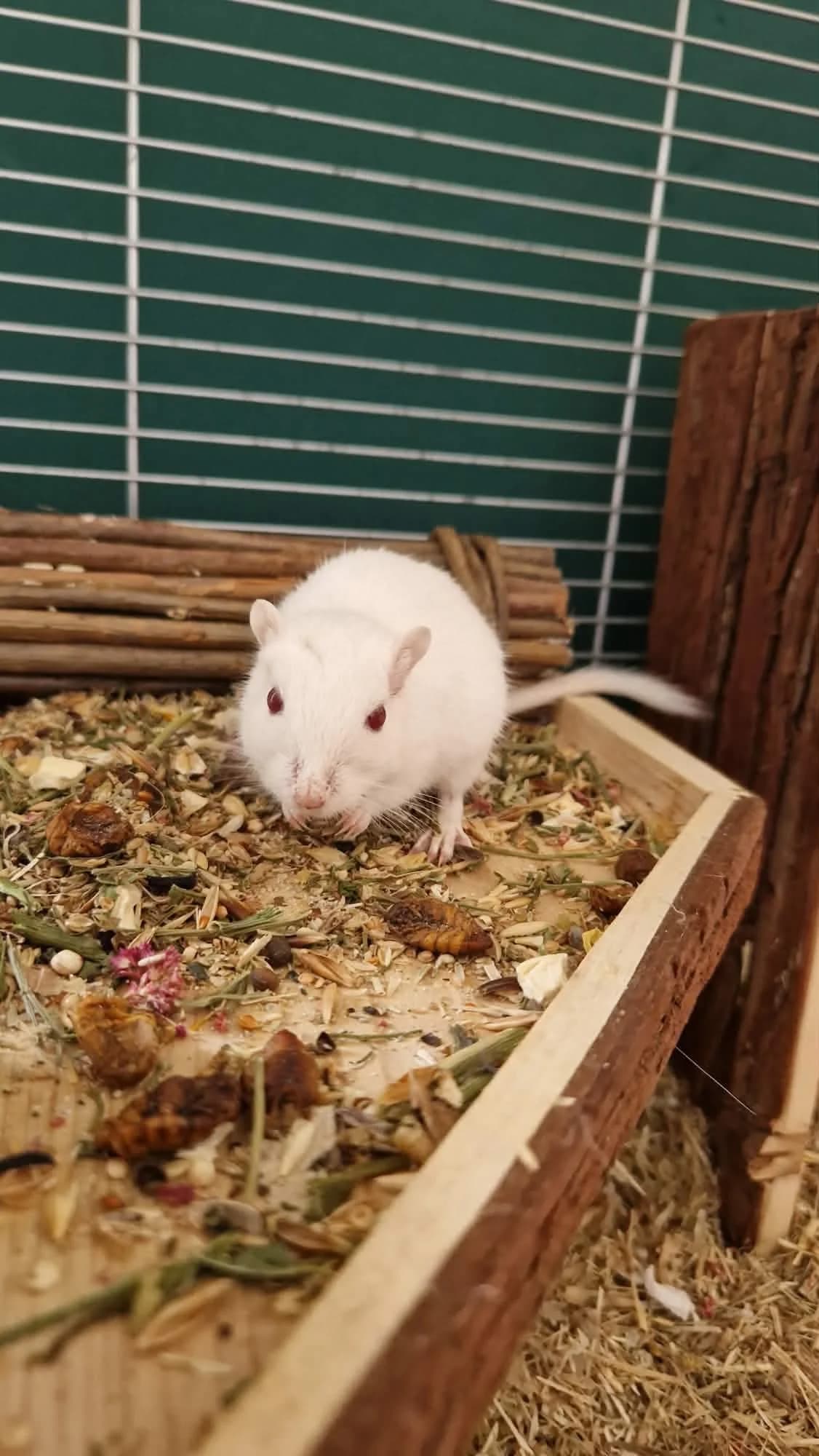 Yin et Yang, female mixed breed for adoption at Calinac