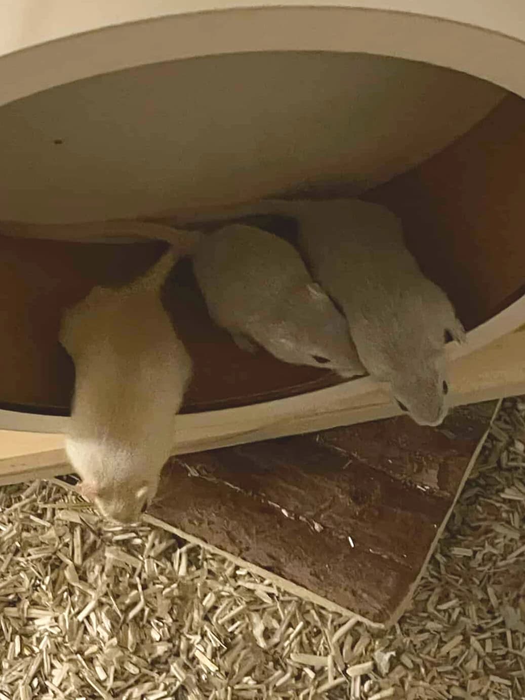 Blue, tooth et wifi, Mixed Breed for adoption at Calinac