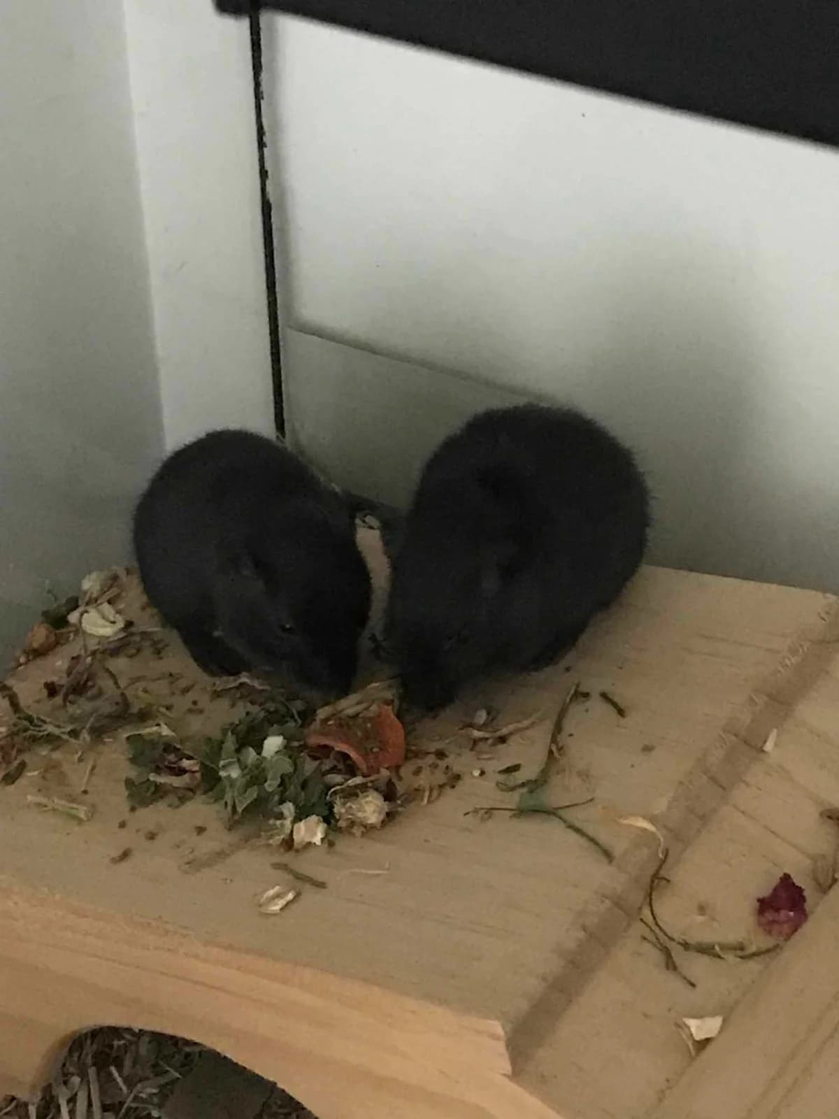 Cajou et didou, Mixed Breed for adoption at Calinac