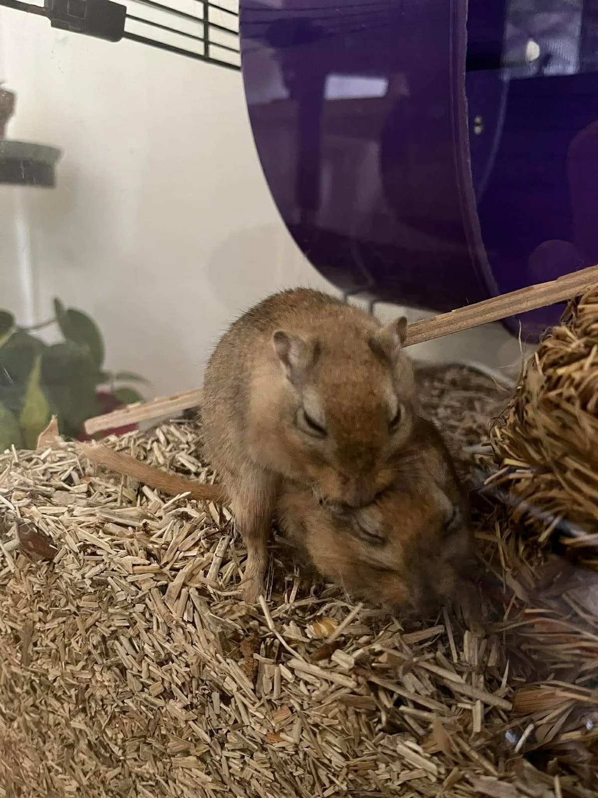 Patty et selma, Mixed Breed for adoption at Calinac