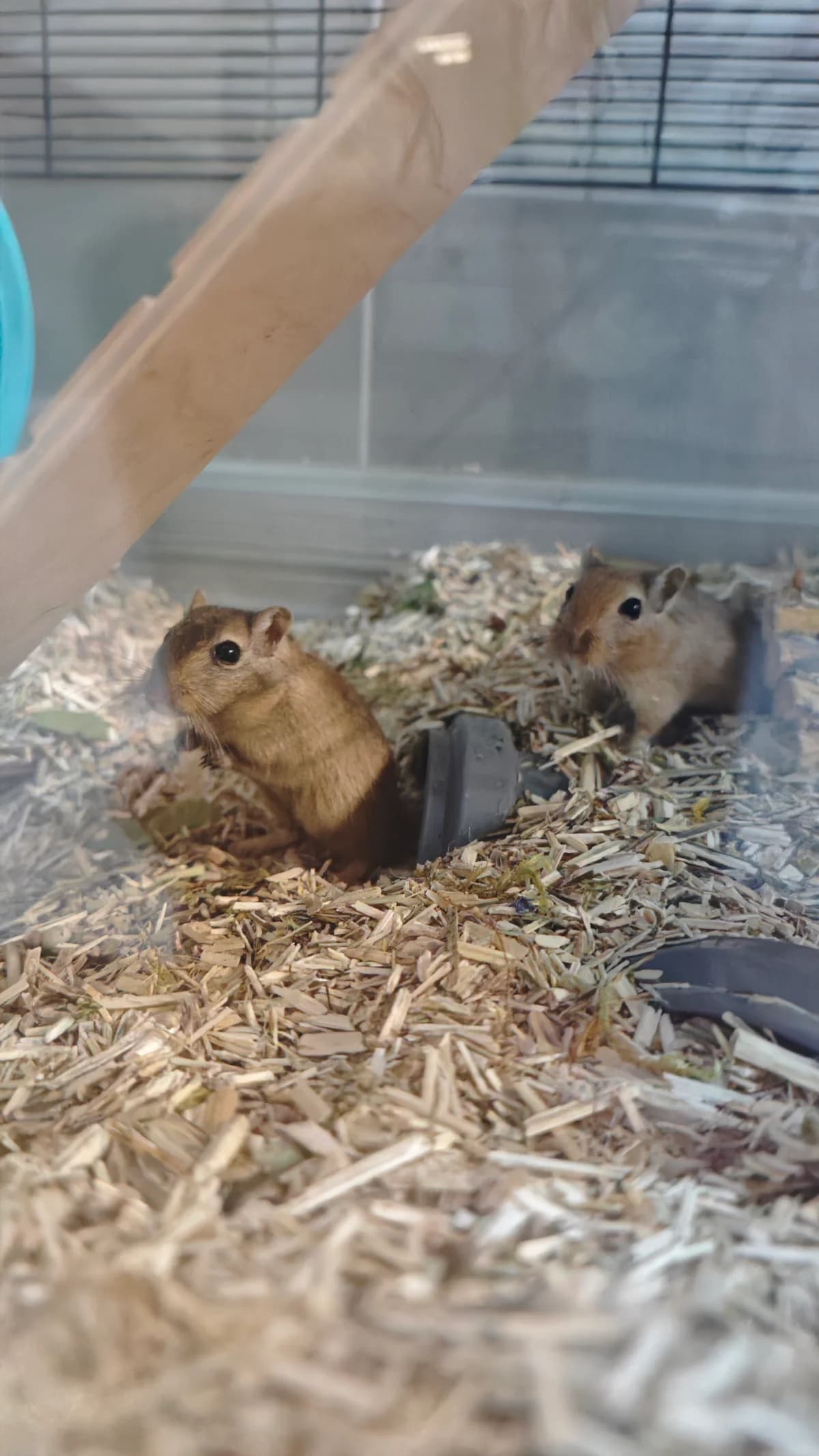 Pomp et lup, Mixed Breed for adoption at Calinac