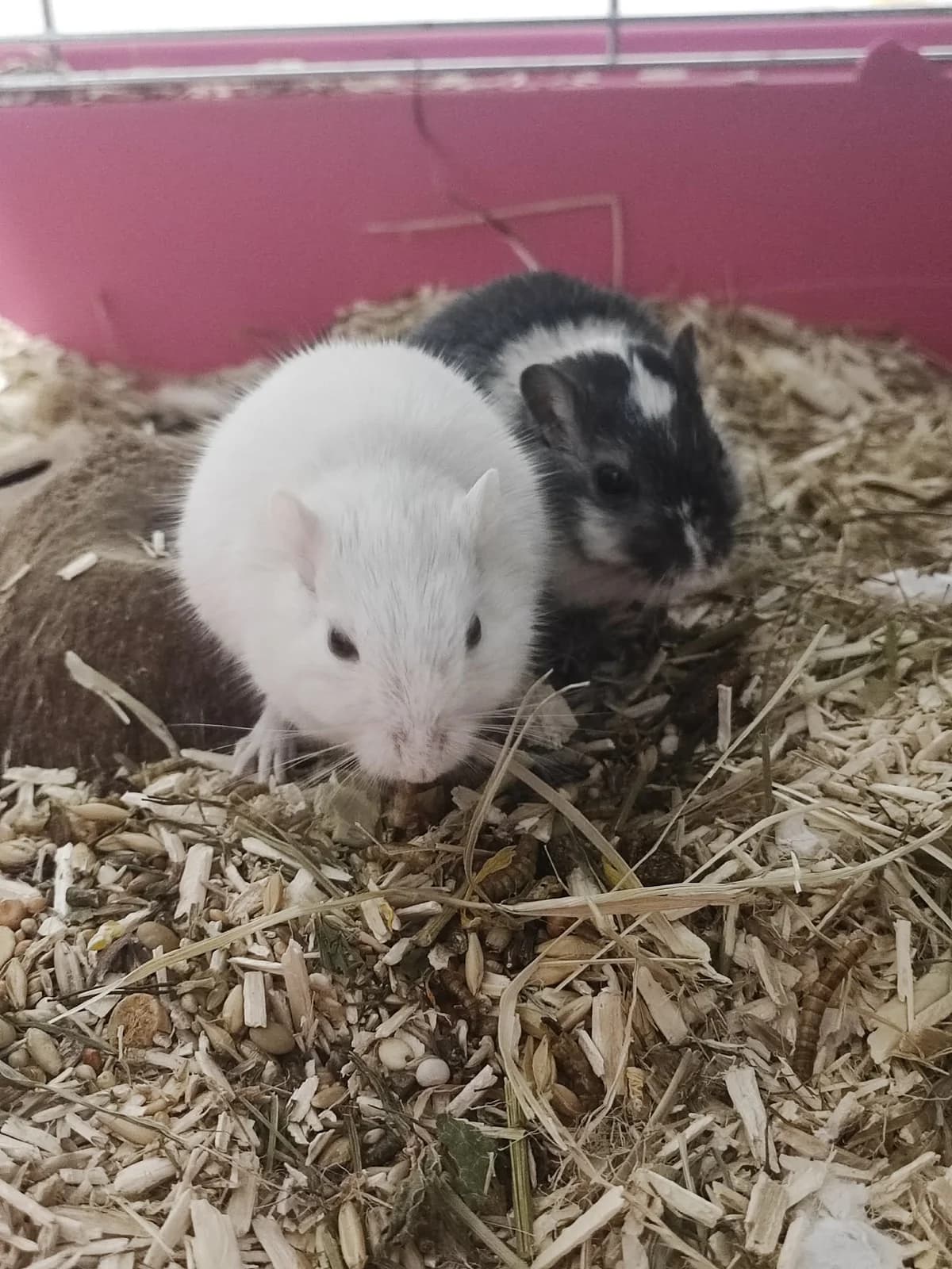 Yin et yang, Mixed Breed for adoption at Calinac