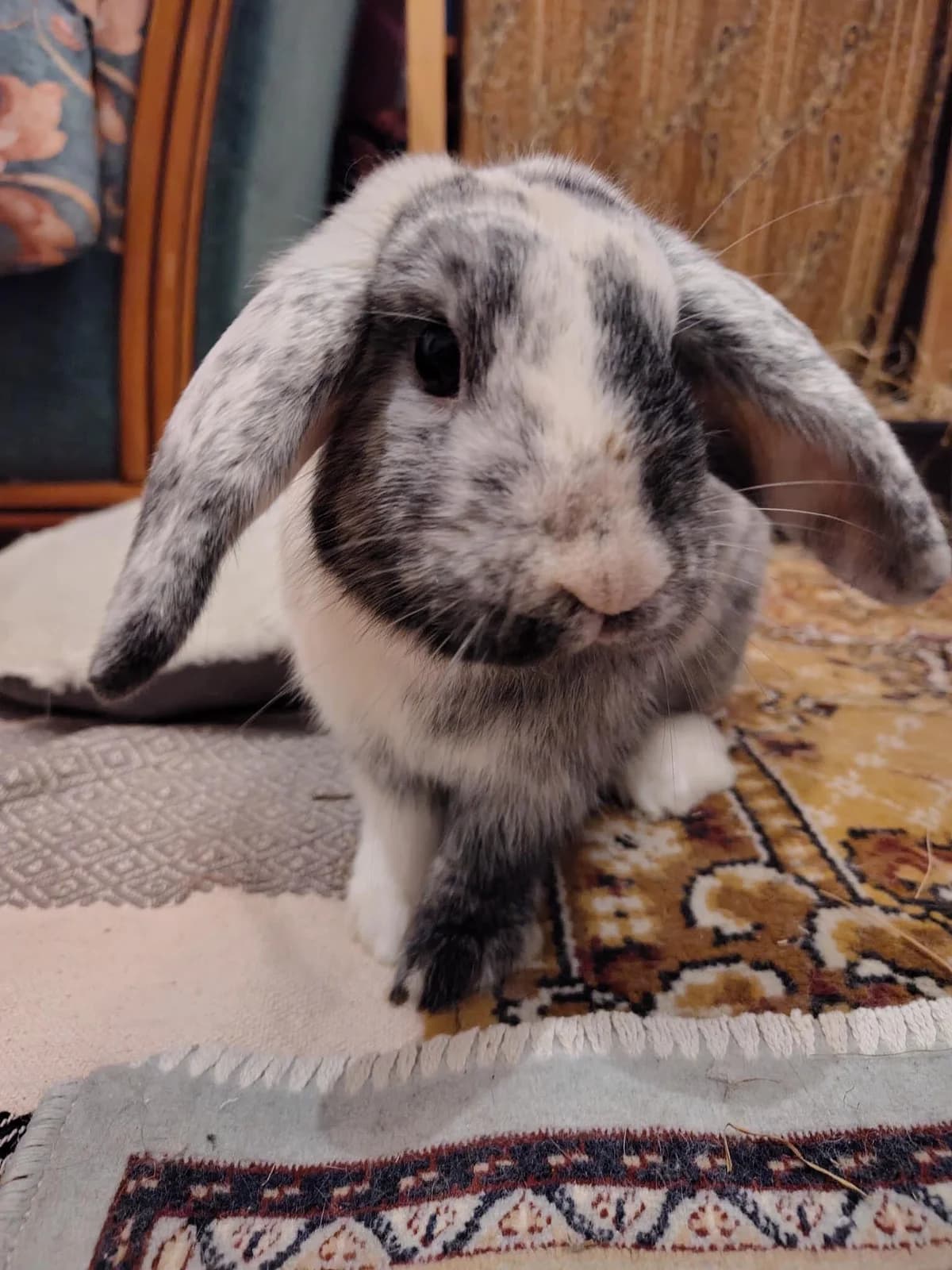 Bunny, Mixed Breed for adoption at Calinac