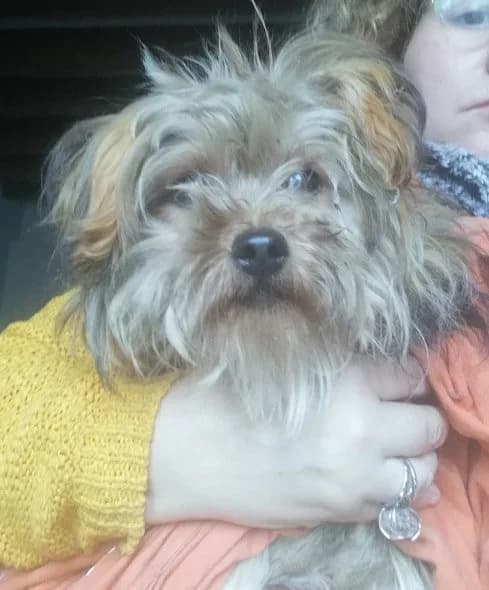 Poucinette yorkshire, female young Mixed Breed for adoption at Cani-Seniors, cani seniors