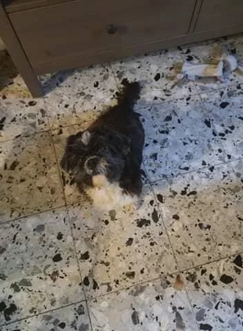 Falbala, male senior Mixed Breed for adoption at Cani-Seniors, cani seniors