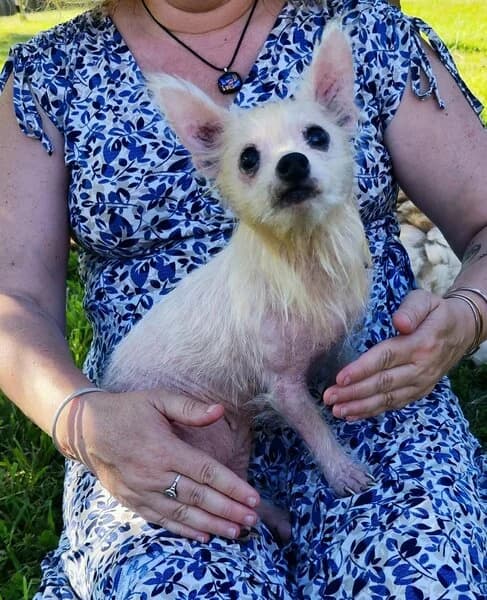 Bébelle, senior Mixed Breed for adoption at Cani-Seniors, cani seniors