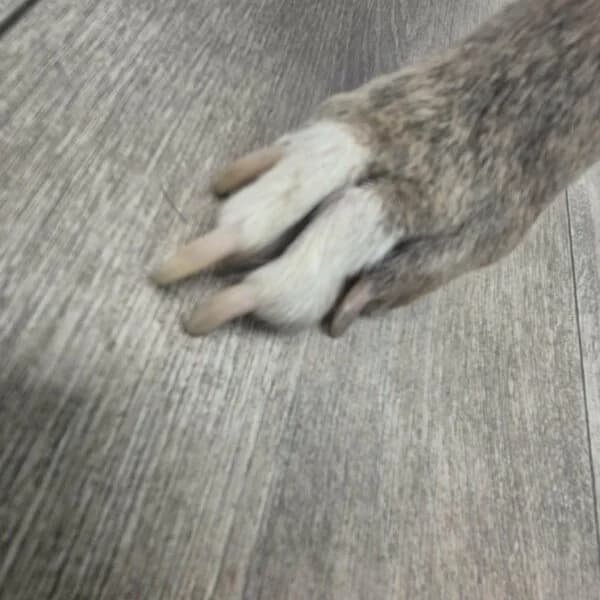 Jayron, male senior Mixed Breed for adoption at Cani-Seniors, cani seniors