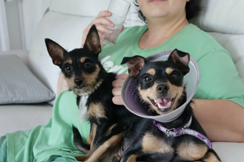 Les demoiselles d'Hortense, 5yo Mixed Breed for adoption at Cani-Seniors, cani seniors