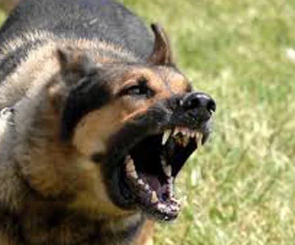 Comprendre le langage des chiens, puppy Mixed Breed for adoption at CaniMinet, Paris