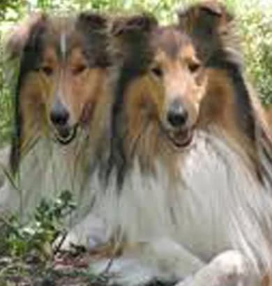 La sexualité des chiens, bons à savoir, male Mixed Breed for adoption at CaniMinet, Paris