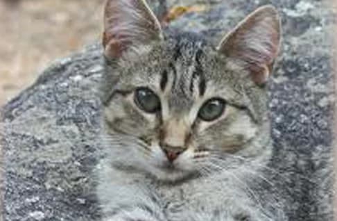 Les différents moyens de communication du chat, male Mixed Breed for adoption at CaniMinet, Paris