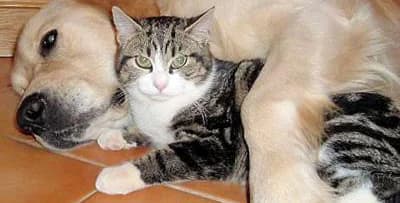 La cohabitation entre chat et chien, puppy Mixed Breed for adoption at CaniMinet, Paris