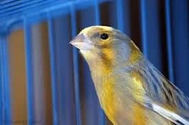 Bien s’occuper d’un oiseau, Mixed Breed for adoption at CaniMinet, Paris