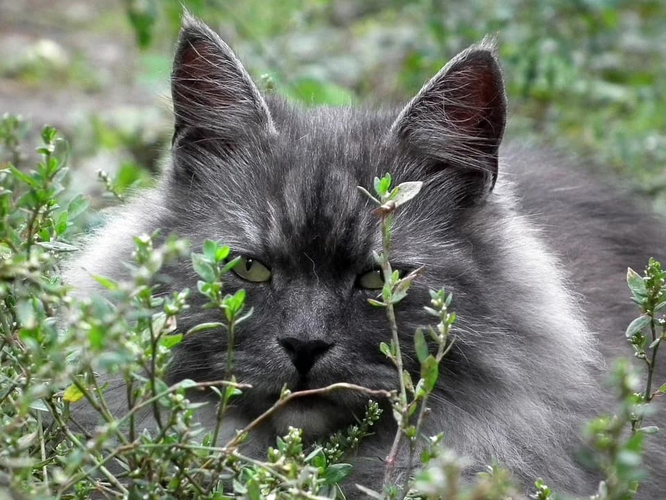 Les plantes sont dangereuses pour nos animaux, Mixed Breed for adoption at CaniMinet, Paris