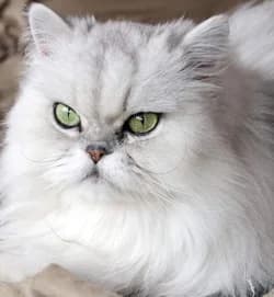 Les chats à poils longs, Mixed Breed for adoption at CaniMinet, Paris