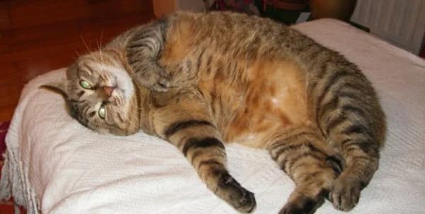 Comprendre le chat, male Mixed Breed for adoption at CaniMinet, Paris