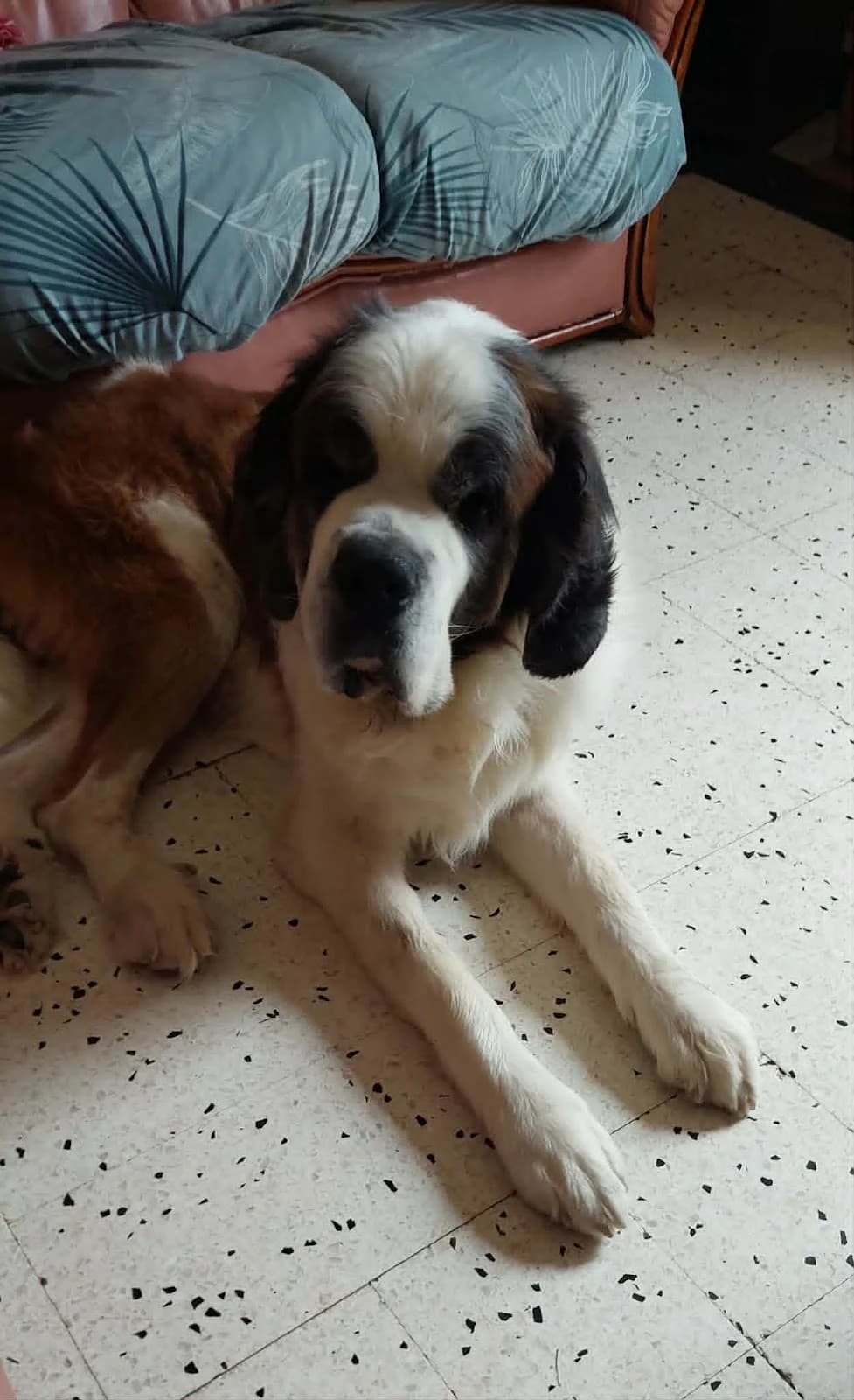 ONYNX, male senior Mixed Breed for adoption at Canin Sans Famille