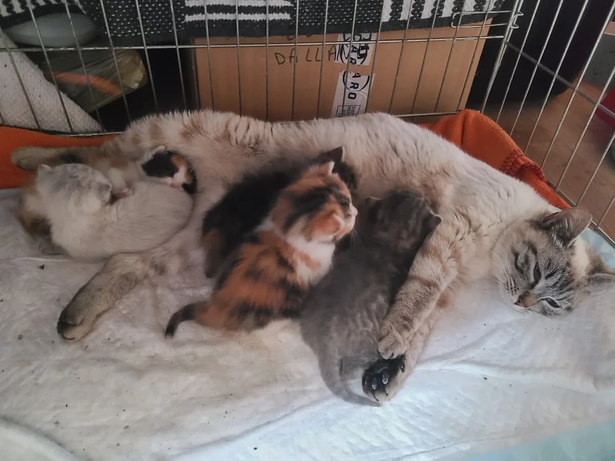 Fratrie Bandit, Baya, Bijou, Bingo, Brume, female Mixed Breed for adoption at CARA-PATTES, cara pattes