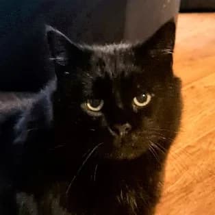 Black Night (accueil longue durΓ©e), senior Mixed Breed for adoption at CARA-PATTES, cara pattes