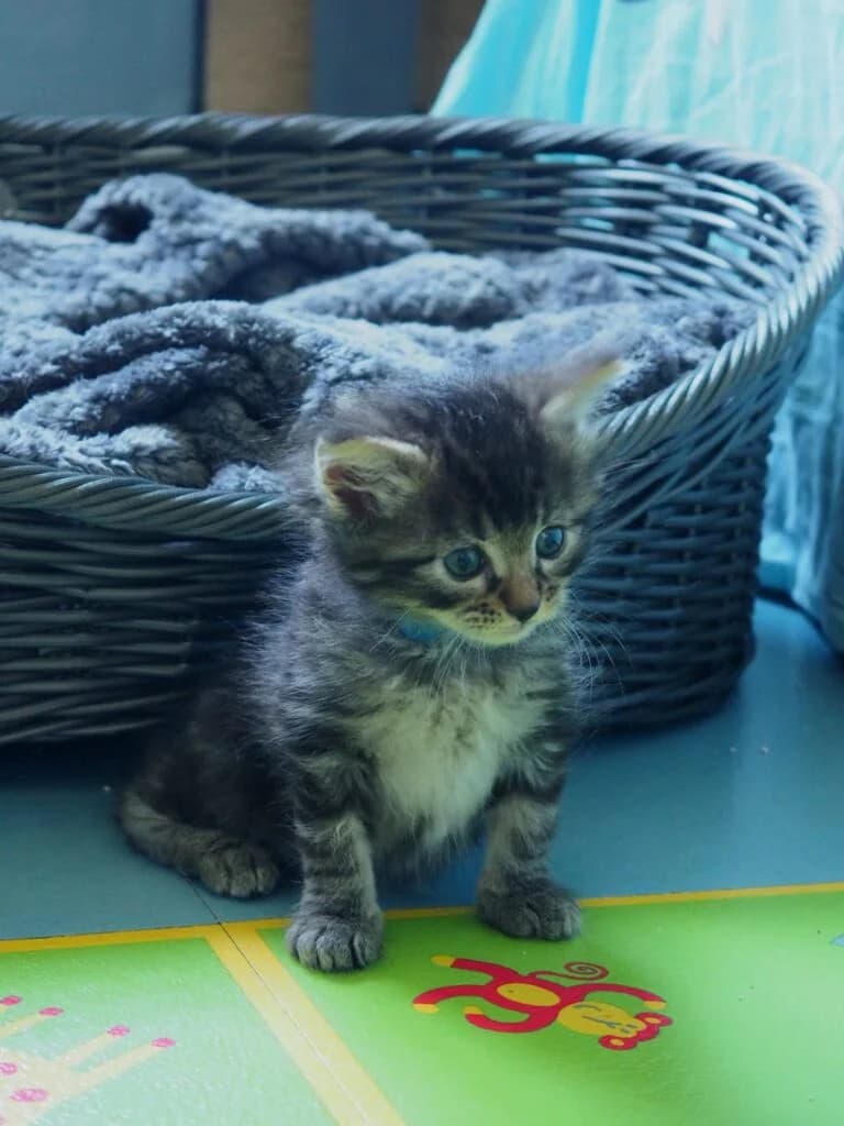 Fratrie Codéine, Cocaine, Morphine, Opium, male Mixed Breed for adoption at CARA-PATTES, cara pattes