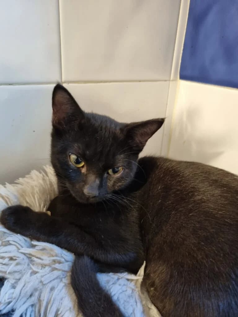 Batou, male puppy European Shorthair for adoption at Caresses de Chat 94, Saint-Maur-des-Fossés