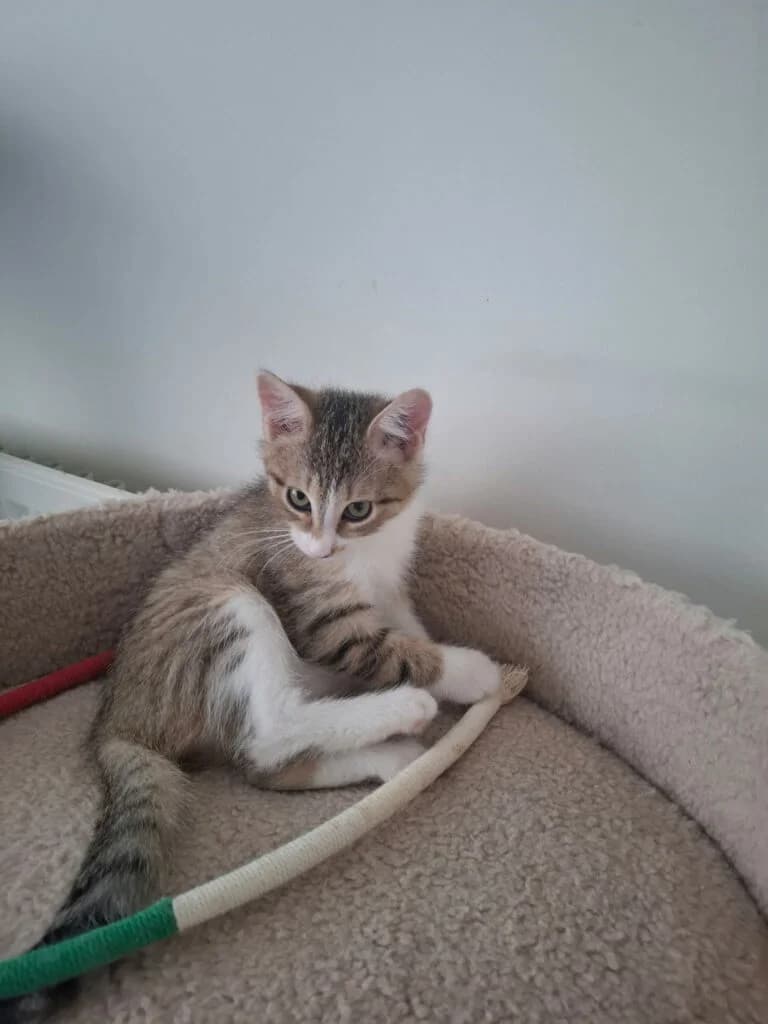 Belle, female European Shorthair for adoption at Caresses de Chat 94, Saint-Maur-des-Fossés