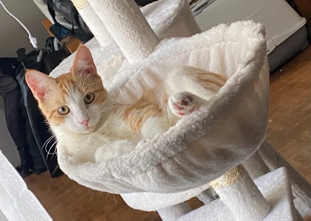 Billy, female European Shorthair for adoption at Caresses de Chat 94, Saint-Maur-des-Fossés