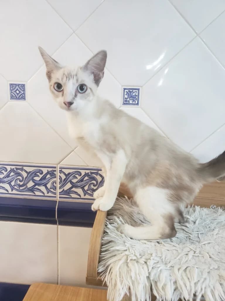 Bowie, male puppy Siamese for adoption at Caresses de Chat 94, Saint-Maur-des-Fossés
