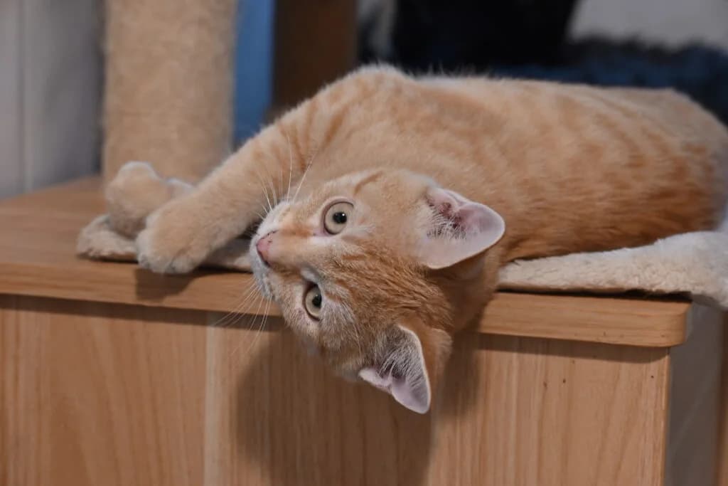 Brioche, female European Shorthair for adoption at Caresses de Chat 94, Saint-Maur-des-Fossés