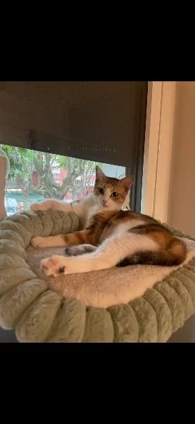 Calico, female European Shorthair for adoption at Caresses de Chat 94, Saint-Maur-des-Fossés