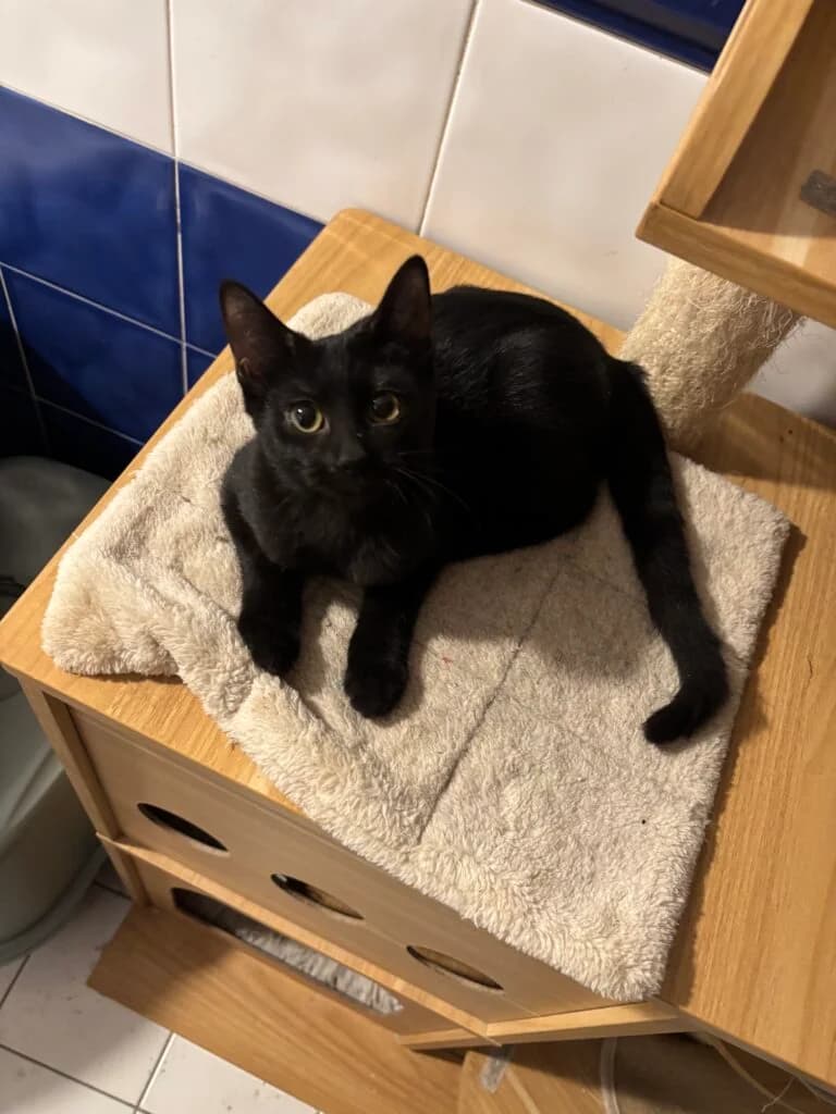 Charley, male puppy European Shorthair for adoption at Caresses de Chat 94, Saint-Maur-des-Fossés