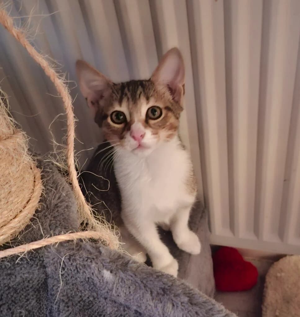 Gustave, male puppy European Shorthair for adoption at Caresses de Chat 94, Saint-Maur-des-Fossés
